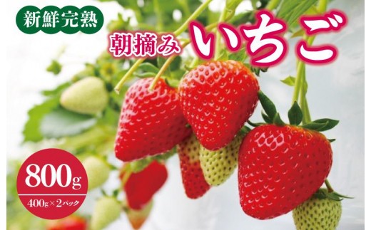【先行予約/2027年1月中旬以降発送】「厳選プレミアム！」完熟朝摘みいちご 800g（400g×2パック） G5209