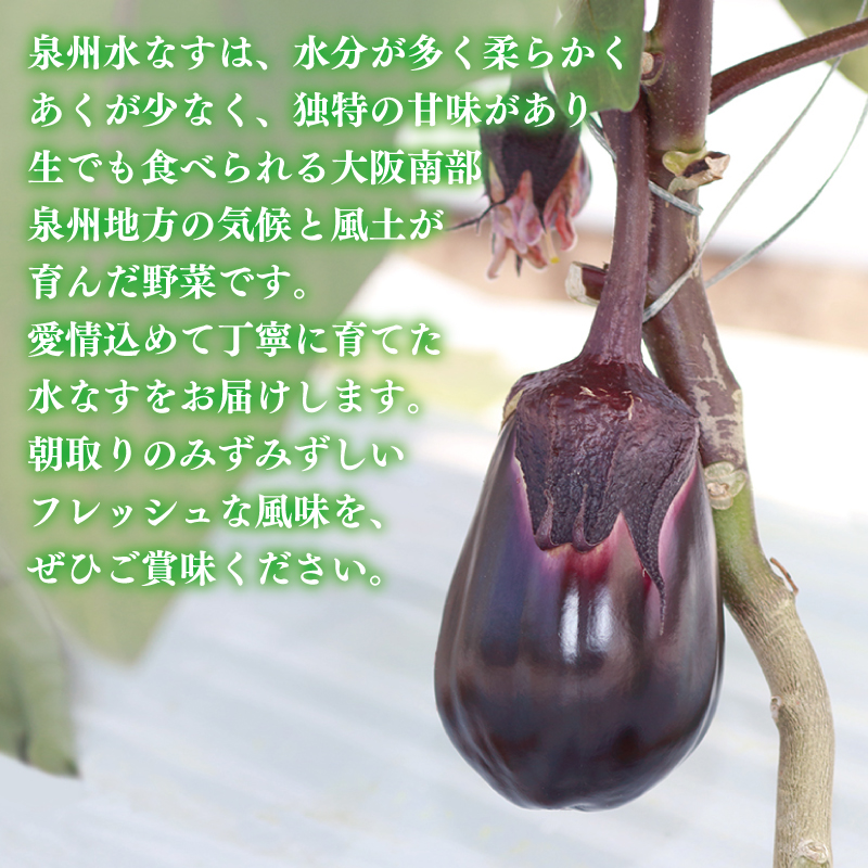 【先行予約】泉州 水なす 12個【ハウス栽培 新鮮 野菜 泉佐野産 茄子 数量限定】 010B1061