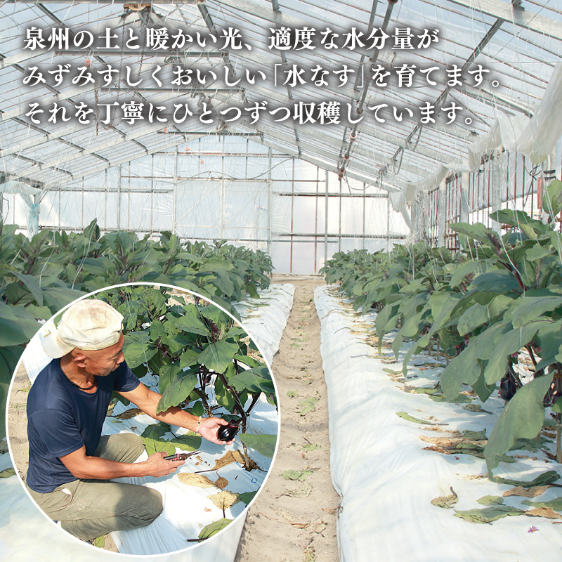 【先行予約】泉州 水なす 12個【ハウス栽培 新鮮 野菜 泉佐野産 茄子 数量限定】 010B1061