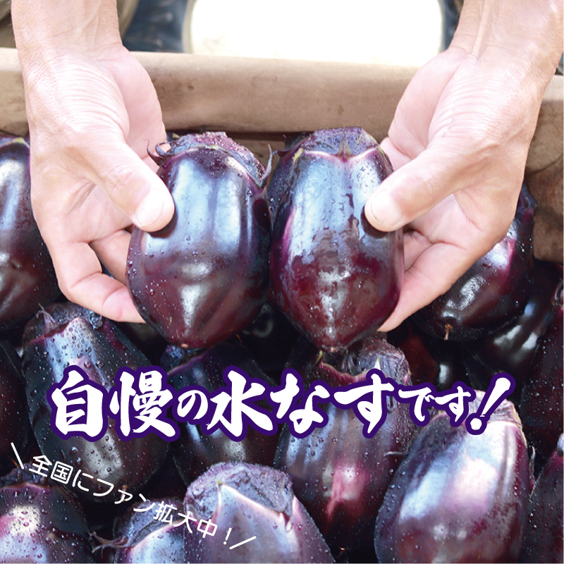 【先行予約】泉州 水なす 12個【ハウス栽培 新鮮 野菜 泉佐野産 茄子 数量限定】 010B1061