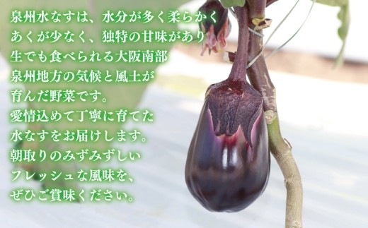 【先行予約/11月上旬以降発送】泉州 泉佐野市産 ハウス水なす 20個【茄子 泉佐野産 とれたて 新鮮野菜 やさい 高評価 数量限定】 099H4104