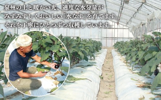 【先行予約/11月上旬以降発送】泉州 泉佐野市産 ハウス水なす 20個【茄子 泉佐野産 とれたて 新鮮野菜 やさい 高評価 数量限定】 099H4104