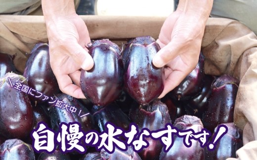 【先行予約/11月上旬以降発送】泉州 泉佐野市産 ハウス水なす 20個【茄子 泉佐野産 とれたて 新鮮野菜 やさい 高評価 数量限定】 099H4104