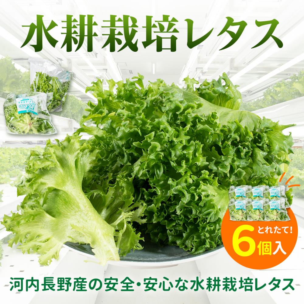 【定期便 毎月お届け3ヵ月】レタス 6個 | 水耕栽培 河内長野産 フリルレタス 種類 栽培 菜 茎 サラダ 副菜 おつまみ フレアベル フリルアイス セット 無農薬 栄養満点 ビタミン ミネラル