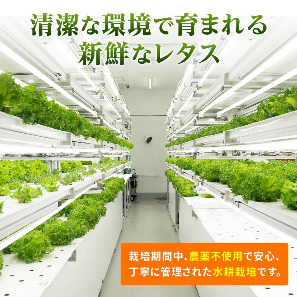 【定期便 毎月お届け3ヵ月】レタス 6個 | 水耕栽培 河内長野産 フリルレタス 種類 栽培 菜 茎 サラダ 副菜 おつまみ フレアベル フリルアイス セット 無農薬 栄養満点 ビタミン ミネラル