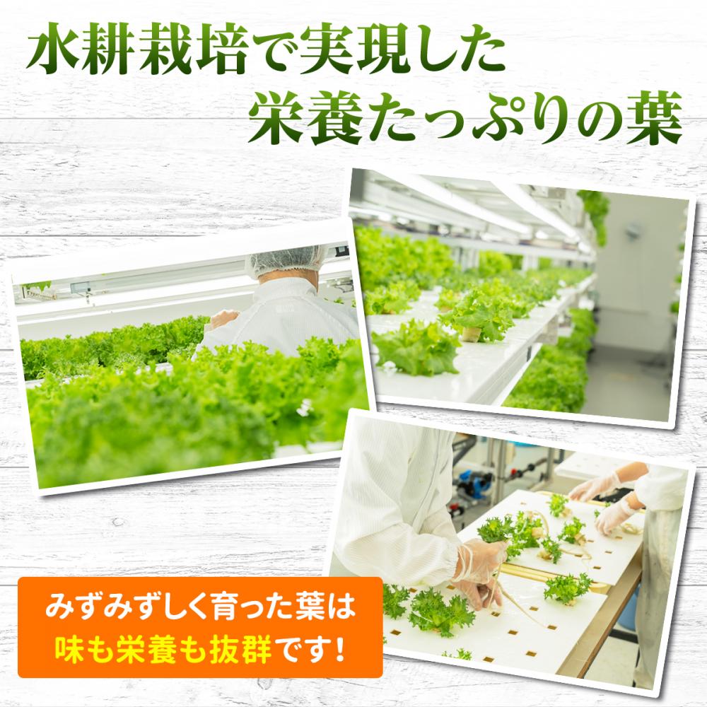 【定期便 毎月お届け6ヵ月】レタス 6個 | 水耕栽培 河内長野産 フリルレタス 種類 栽培 菜 茎 サラダ 副菜 おつまみ フレアベル フリルアイス セット 無農薬 栄養満点 ビタミン ミネラル