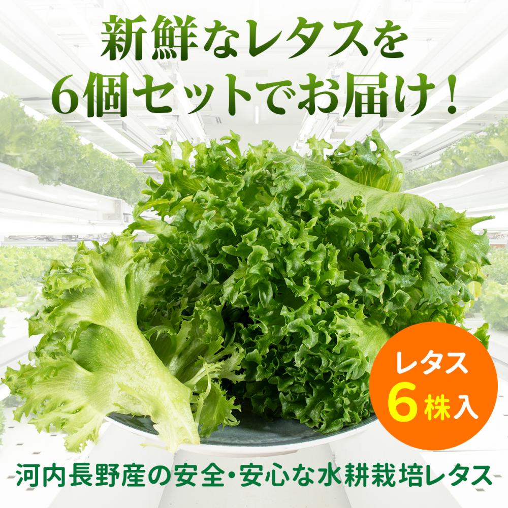 【定期便 毎月お届け12ヵ月】レタス 6個 | 水耕栽培 河内長野産 フリルレタス 種類 栽培 菜 茎 サラダ 副菜 おつまみ フレアベル フリルアイス セット 無農薬 栄養満点 ビタミン ミネラル