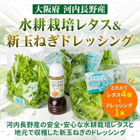 【定期便 毎月お届け6ヵ月】とれたてレタスと玉ねぎドレッシングセット | サラダ 副菜 常備野菜 炒め物 スープ チャーハン 鍋料理 巻物 冷製料理 朝食 昼食 夕食 付け合わせ サンドイッチ ハンバ