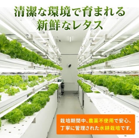 【定期便 毎月お届け 12ヵ月】とれたてレタスと玉ねぎドレッシングセット | サラダ 副菜 常備野菜 炒め物 スープ チャーハン 鍋料理 巻物 冷製料理 朝食 昼食 夕食 付け合わせ サンドイッチ ハ