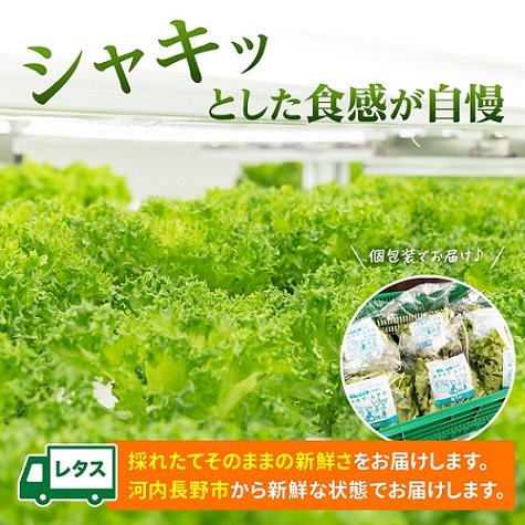【定期便 毎月お届け 12ヵ月】とれたてレタスと玉ねぎドレッシングセット | サラダ 副菜 常備野菜 炒め物 スープ チャーハン 鍋料理 巻物 冷製料理 朝食 昼食 夕食 付け合わせ サンドイッチ ハ