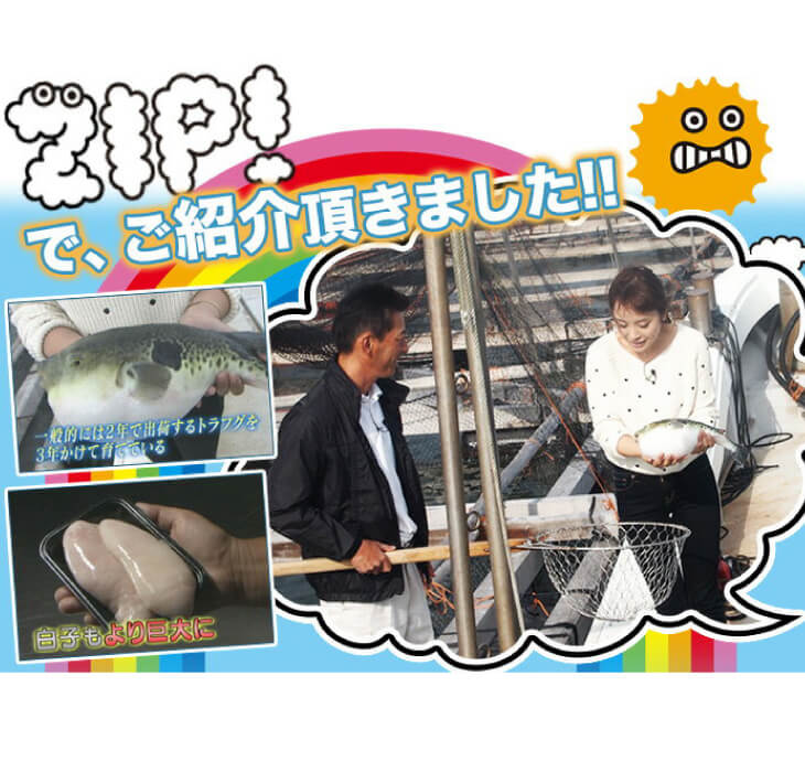 【淡路島3年とらふぐ】丸ごと1匹 身欠き白子付