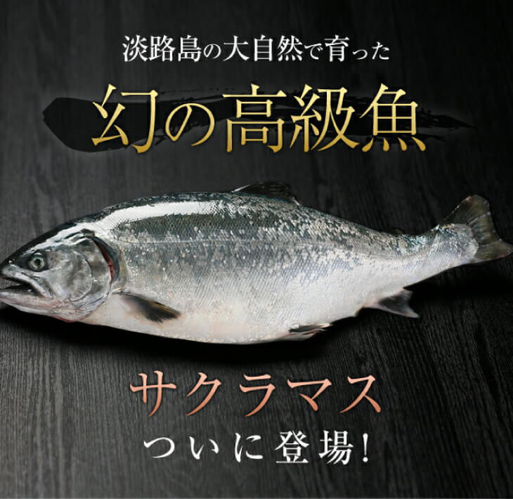 冷凍【淡路島サクラマス】極上とろける食感！淡路島で育ったサーモン600g