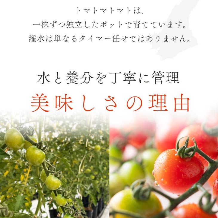 ケンちゃんファームの高糖度ミニトマト「トマトマトマト」900g