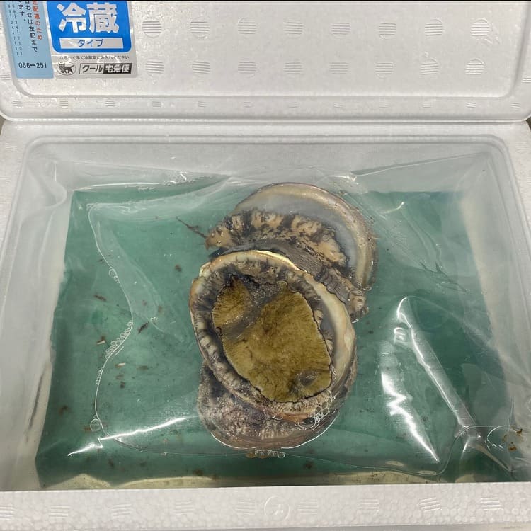 淡路島産天然活きアワビ