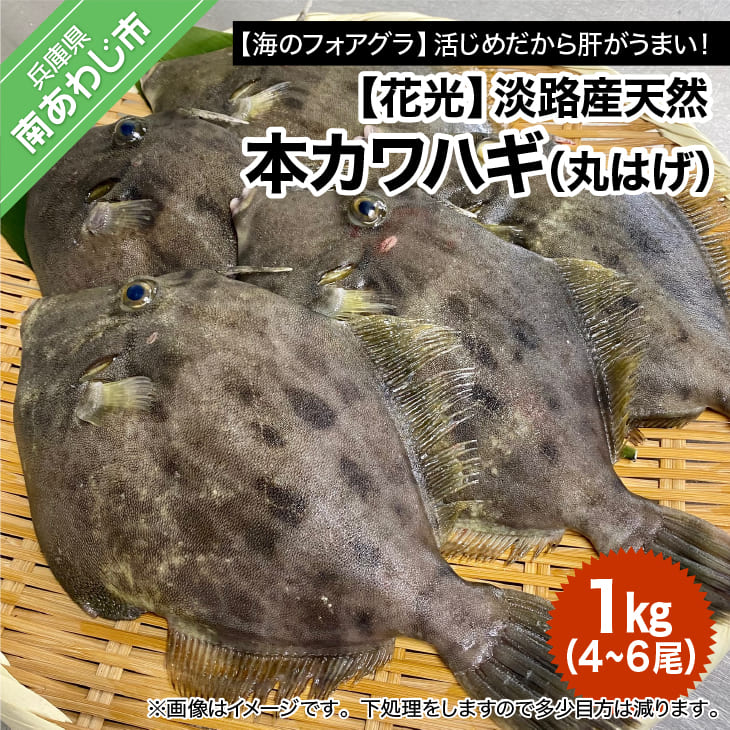 淡路産天然本カワハギ(丸はげ)1kg