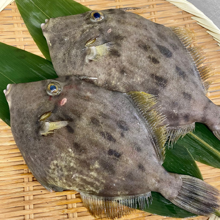 淡路産天然本カワハギ(丸はげ)1kg