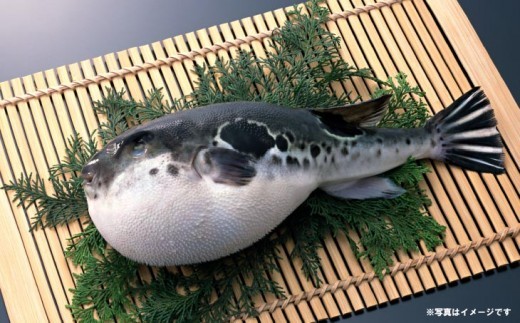 【冷蔵配送】前拓水産の淡路島3年とらふぐ（活てっさ8人前／あら身付き）◆配送期間10月25日～3月31日