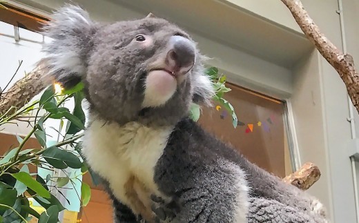 コアラのいる農業公園　淡路ファームパーク　イングランドの丘　入場券＆飲食利用券（大人1名用）