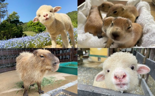 コアラのいる農業公園　淡路ファームパーク　イングランドの丘　入場券＆飲食利用券（小人用）