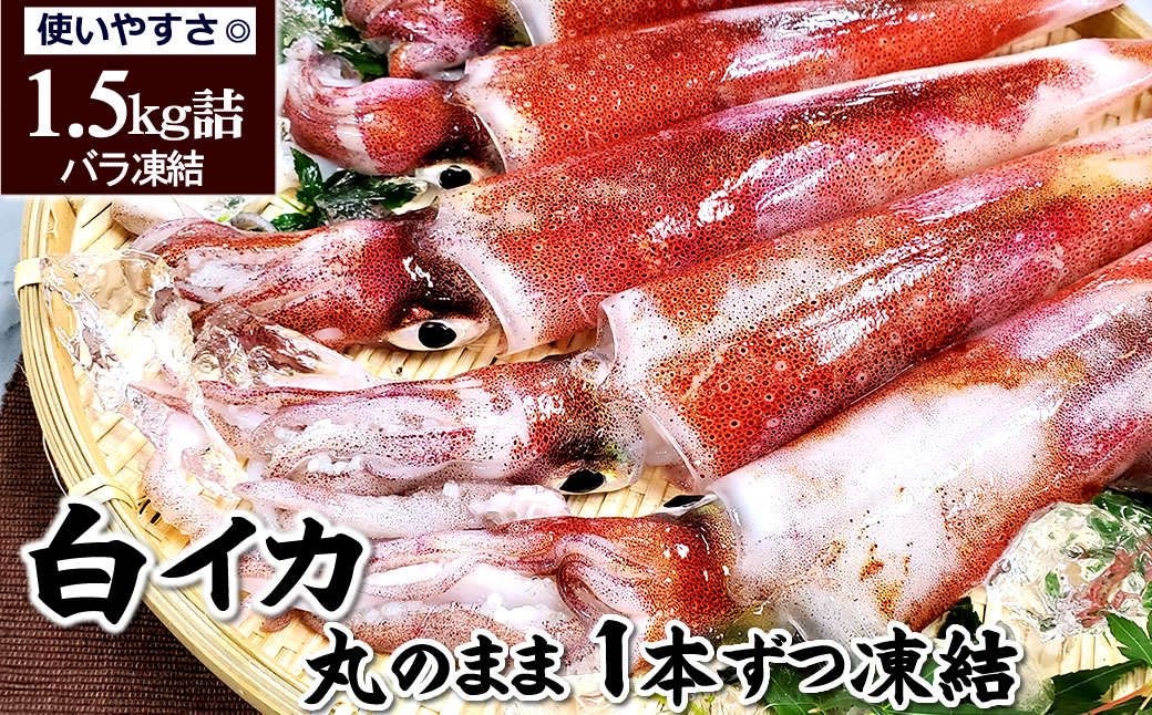 白イカ 冷凍 約1.5kg