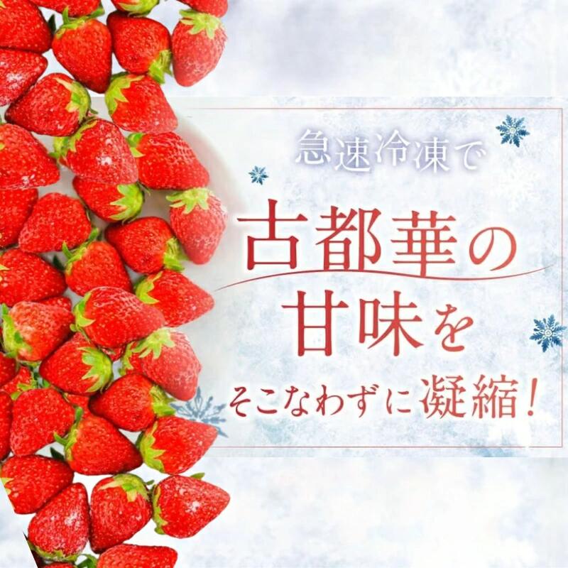 冷凍いちご 約1~2kg 古都華 ことか 選べる容量 1袋 約500g いちご 冷凍イチゴ 数量限定 ブランド 苺 フルーツ 果物 国産 ベリー 冷凍 完熟 冷凍苺 旬 産地直送 冷凍フルーツ 果物