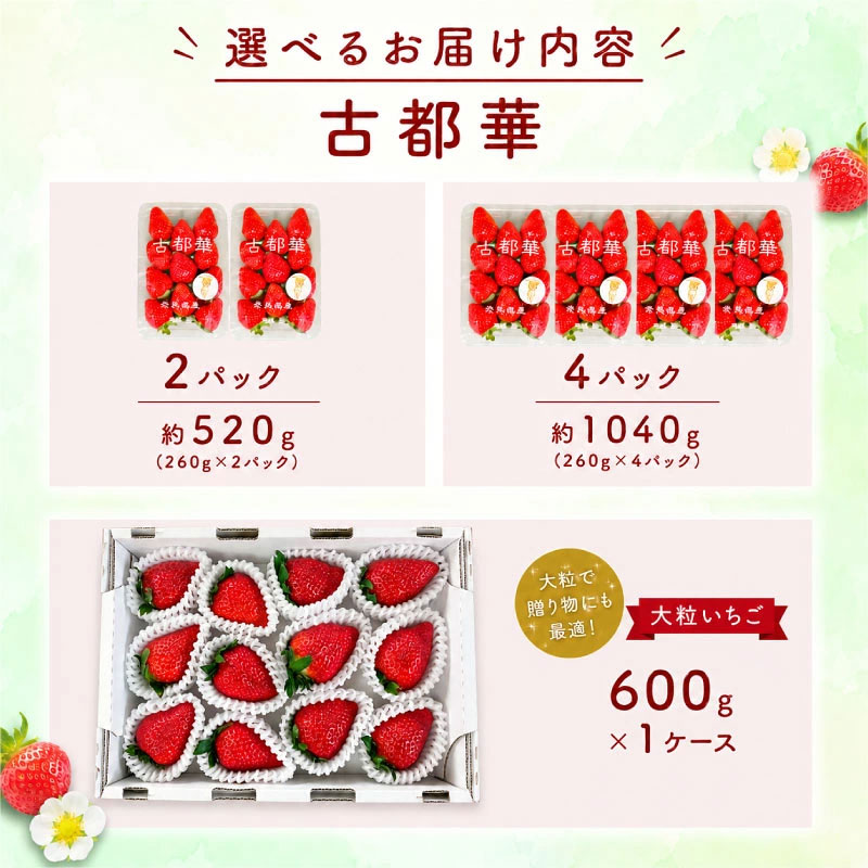 【2027年発送】いちご 古都華 ことか 先行予約 約520g~1040g イチゴ 苺 通常サイズ 520g 1040g 大粒サイズ 600g なくなり次第終了 フルーツ 果物 旬 産地 農場 直送