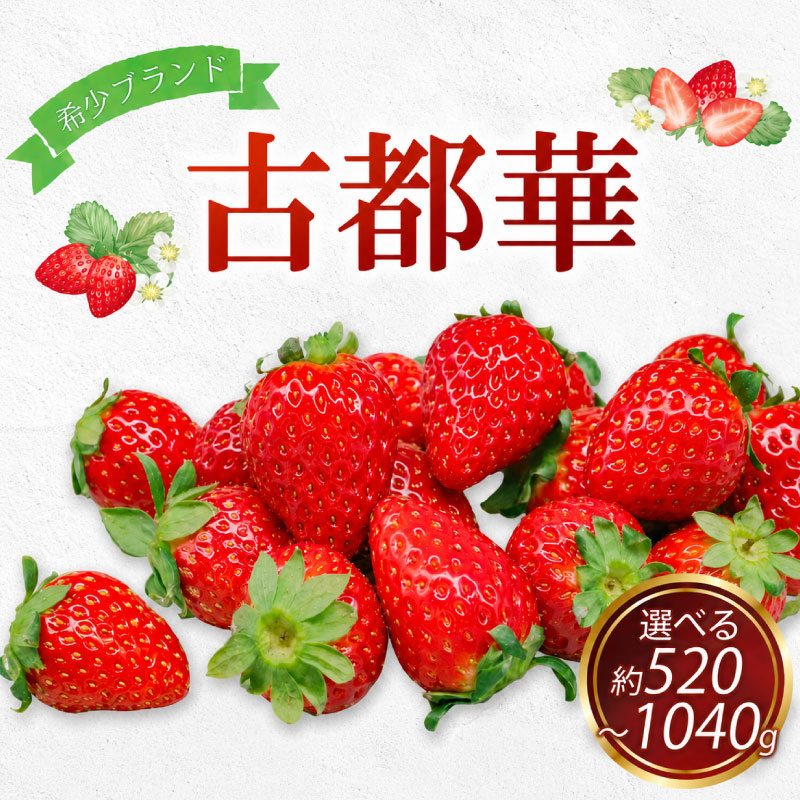 【2027年発送】いちご 古都華 ことか 先行予約 約520g~1040g イチゴ 苺 通常サイズ 520g 1040g 大粒サイズ 600g なくなり次第終了 フルーツ 果物 旬 産地 農場 直送