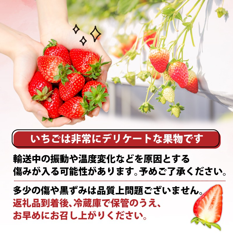 【2027年発送】いちご 古都華 ことか 先行予約 約520g~1040g イチゴ 苺 通常サイズ 520g 1040g 大粒サイズ 600g なくなり次第終了 フルーツ 果物 旬 産地 農場 直送