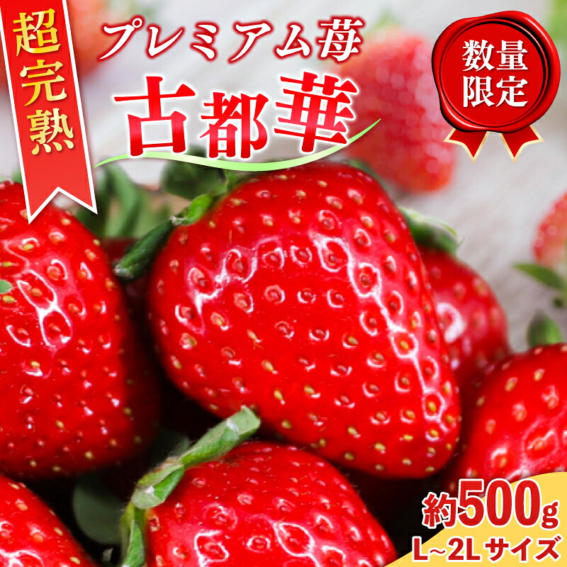 いちご 古都華 約500g 約250g×2パック 大粒 L~2Lサイズ 冷蔵 いちご ことか  2027年発送 苺 フルーツ 果物 くだもの イチゴ ストロベリー strawberry 贈答 ギフト