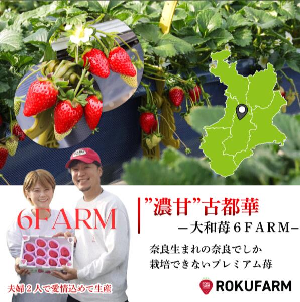 いちご 古都華 大粒 9~15粒 1箱 数量限定 冷蔵 いちご ことか 2027年発送 苺 フルーツ 果物 イチゴ strawberry  数量限定 旬 完熟 人気 国産 ストロベリー itigo