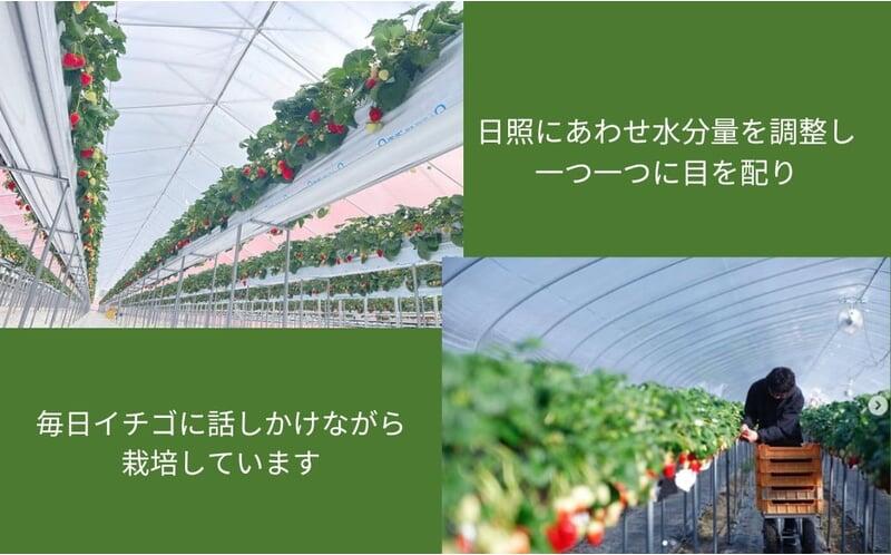 いちご ことか 選べる容量 約500~600g 2027年発送 【奈良県いちご立毛品評会受賞】 古都華 L~2L 大粒 数量限定 季節限定 産地直送 苺 家庭用 フルーツ 果物 デザート スイーツ 旬