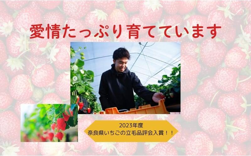 いちご ことか 選べる容量 約500~600g 2027年発送 【奈良県いちご立毛品評会受賞】 古都華 L~2L 大粒 数量限定 季節限定 産地直送 苺 家庭用 フルーツ 果物 デザート スイーツ 旬