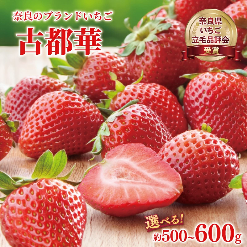 いちご ことか 選べる容量 約500~600g 2027年発送 【奈良県いちご立毛品評会受賞】 古都華 L~2L 大粒 数量限定 季節限定 産地直送 苺 家庭用 フルーツ 果物 デザート スイーツ 旬