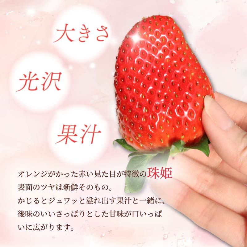 いちご たまひめ 珠姫 2~4パック 先行予約 2027年発送 古都華 苺 イチゴ フルーツ 果物 くだもの ストロベリー 甘い ジューシー スイーツ デザート 数量限定 産地直送 冷蔵 ブランド苺