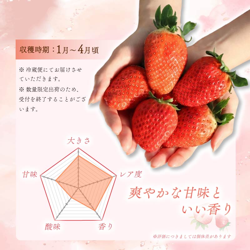 いちご たまひめ 珠姫 2~4パック 先行予約 2027年発送 古都華 苺 イチゴ フルーツ 果物 くだもの ストロベリー 甘い ジューシー スイーツ デザート 数量限定 産地直送 冷蔵 ブランド苺