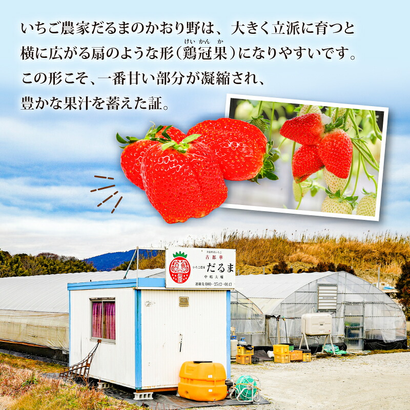 いちご かおり野 約540~1080g 1パック約270g 2~4パック 2027年発送 選べる容量 鶏冠果 サイズ混合 不揃い 数量限定 冷蔵 イチゴ 苺 itigo ichigo