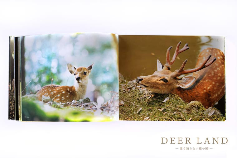 奈良の鹿 写真集「DEER LAND 誰も知らない鹿の国」佐藤和斗 シカ しか 奈良公園 奈良県 奈良市 I-192