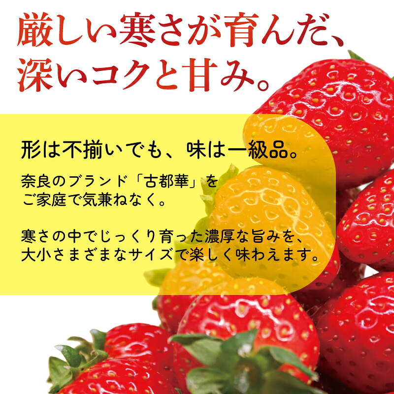 いちご ことか 約270g×2～4パック 先行予約 2027年発送 選べる容量 選べるサイズ 古都華 大粒 サイズ混合 数量限定 産地直送 春 旬 国産 冷蔵 イチゴ 苺 itigo ichigo