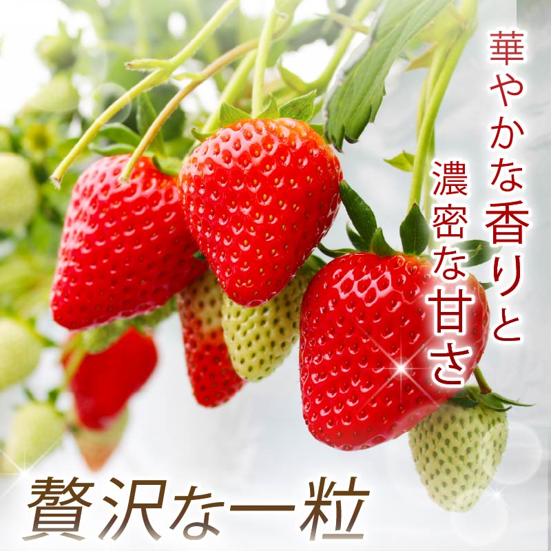 【数量限定】 2027年発送 苺 いちご 古都姫 約350 (1パック) 約540g (約270g×2パック) 約1080g (約270g×4パック) ゆりかーご 冷蔵 小分け 果物 スイーツ