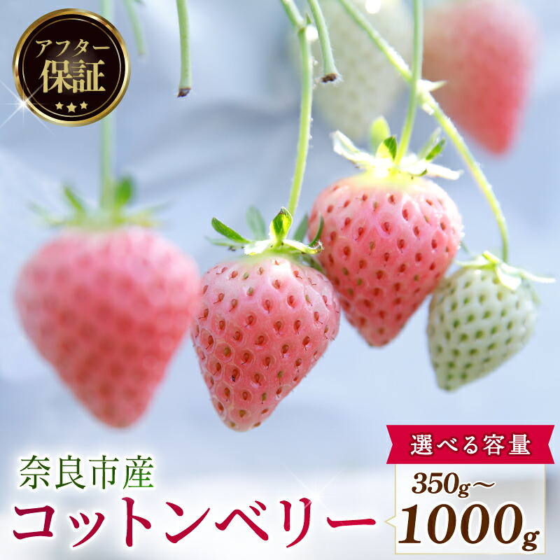 【数量限定】 2027年発送 苺 いちご コットンベリー 1 ~ 2パック 約350g (1パック) 約500g (約250g×2パック) 約1000g (約250g×4パック) ゆりかーご 冷蔵