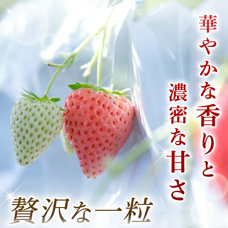 【数量限定】 2027年発送 苺 いちご コットンベリー 1 ~ 2パック 約350g (1パック) 約500g (約250g×2パック) 約1000g (約250g×4パック) ゆりかーご 冷蔵