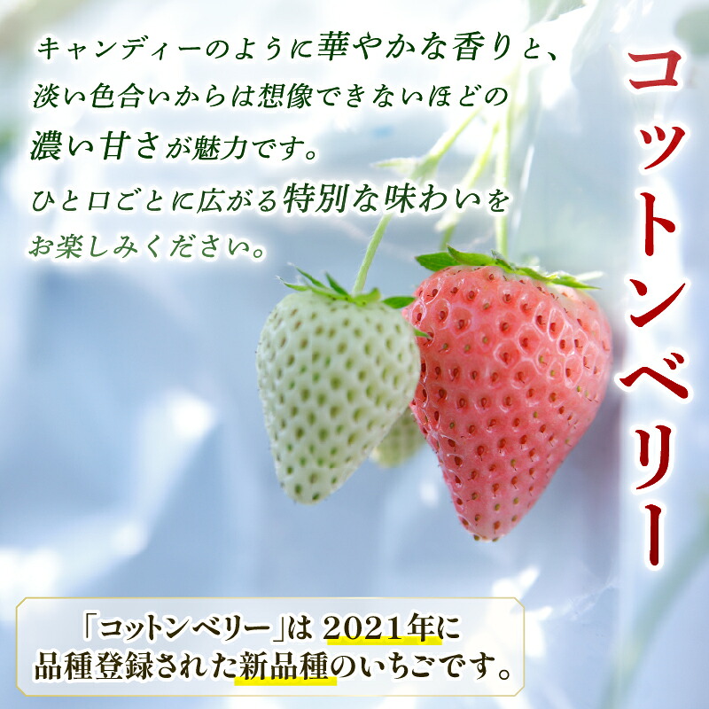 【数量限定】 2027年発送 苺 いちご コットンベリー 1 ~ 2パック 約350g (1パック) 約500g (約250g×2パック) 約1000g (約250g×4パック) ゆりかーご 冷蔵