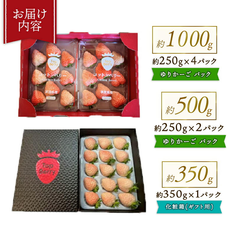 【数量限定】 2027年発送 苺 いちご コットンベリー 1 ~ 2パック 約350g (1パック) 約500g (約250g×2パック) 約1000g (約250g×4パック) ゆりかーご 冷蔵