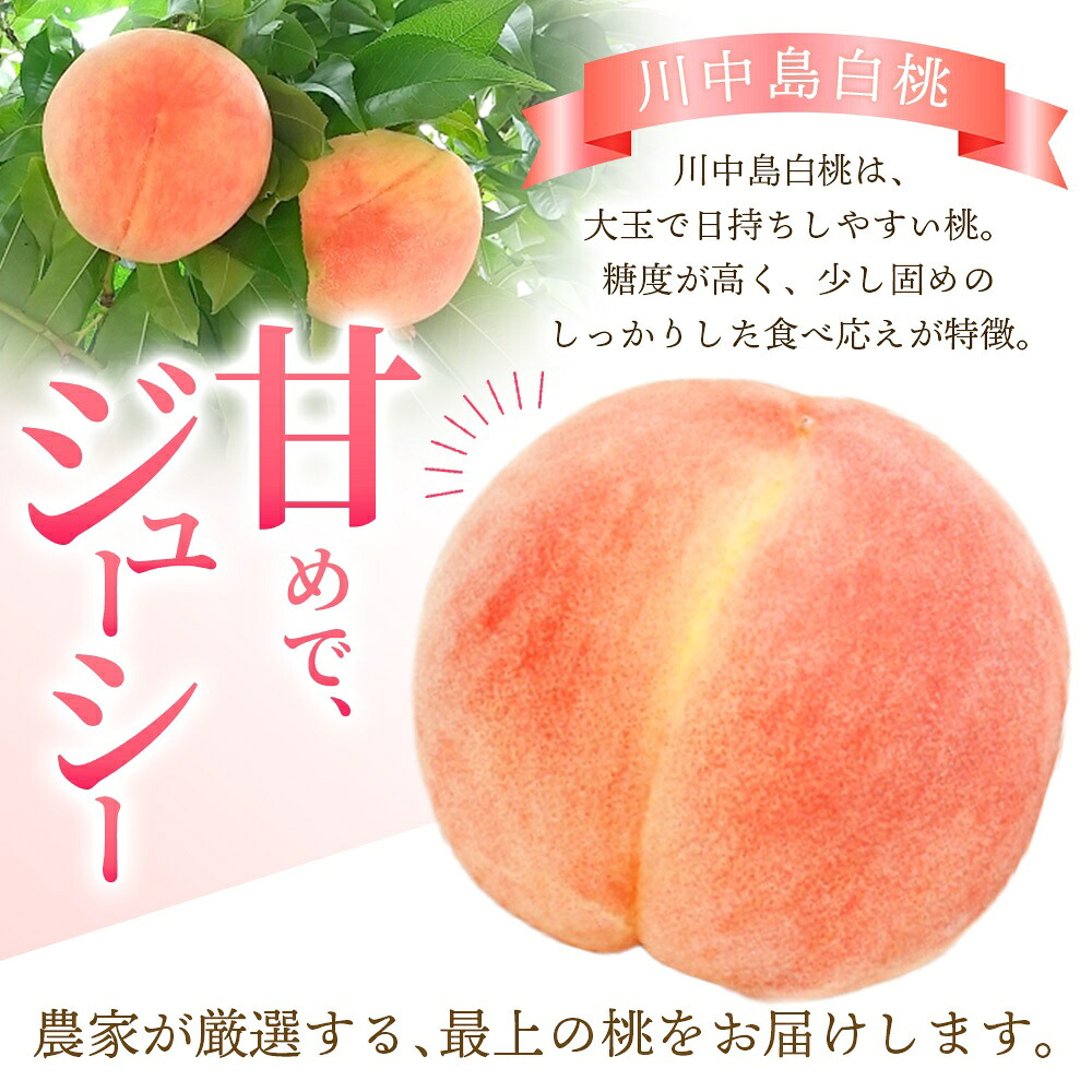 【予約受付】こだわり農家厳選 川中島白桃 和歌山産の桃 大玉特秀品 嬉しい食べきり容量 3玉~9玉 【2026年7月末頃~2026年8月末頃に順次発送予定】(お届け日指定不可)【kgr012】【kgr011B】