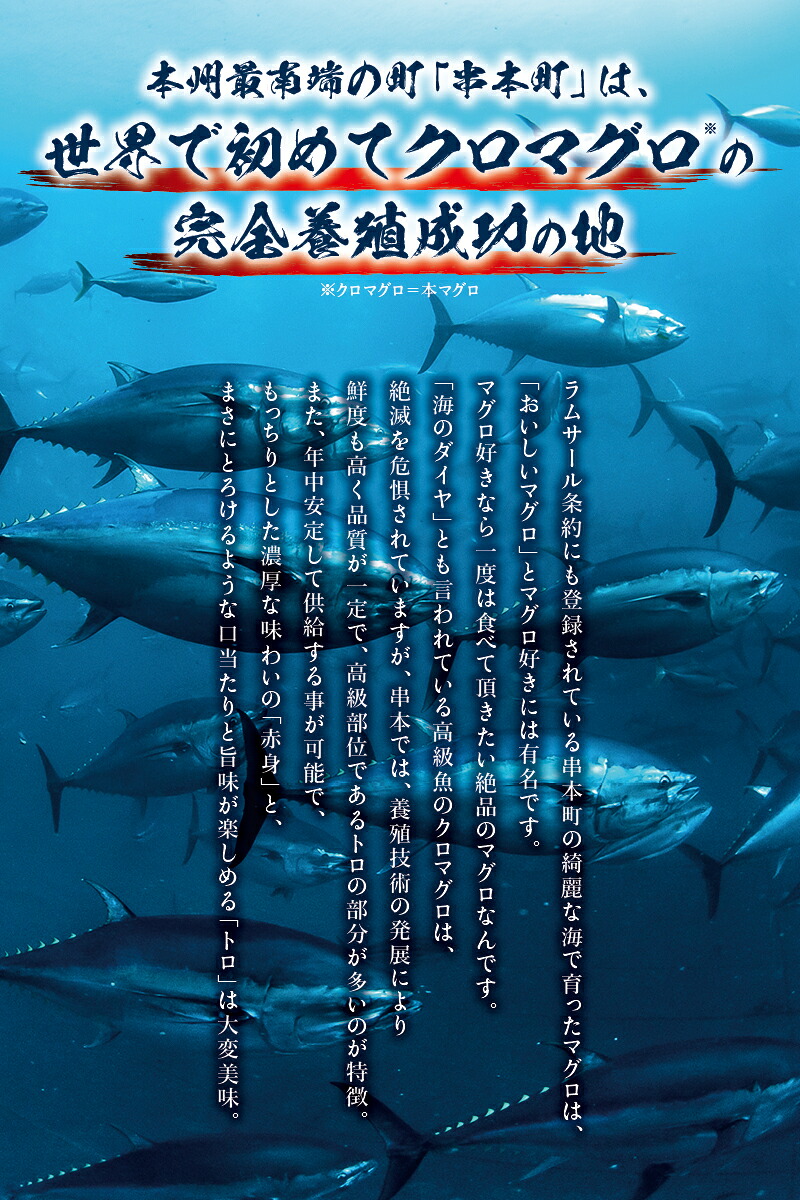 本マグロ（養殖）トロ＆赤身セット 240g～3kg 【1か月以内に発送】【年末発送】 【nks113】【nks110D】【nks105B】【nks111】【nks112】