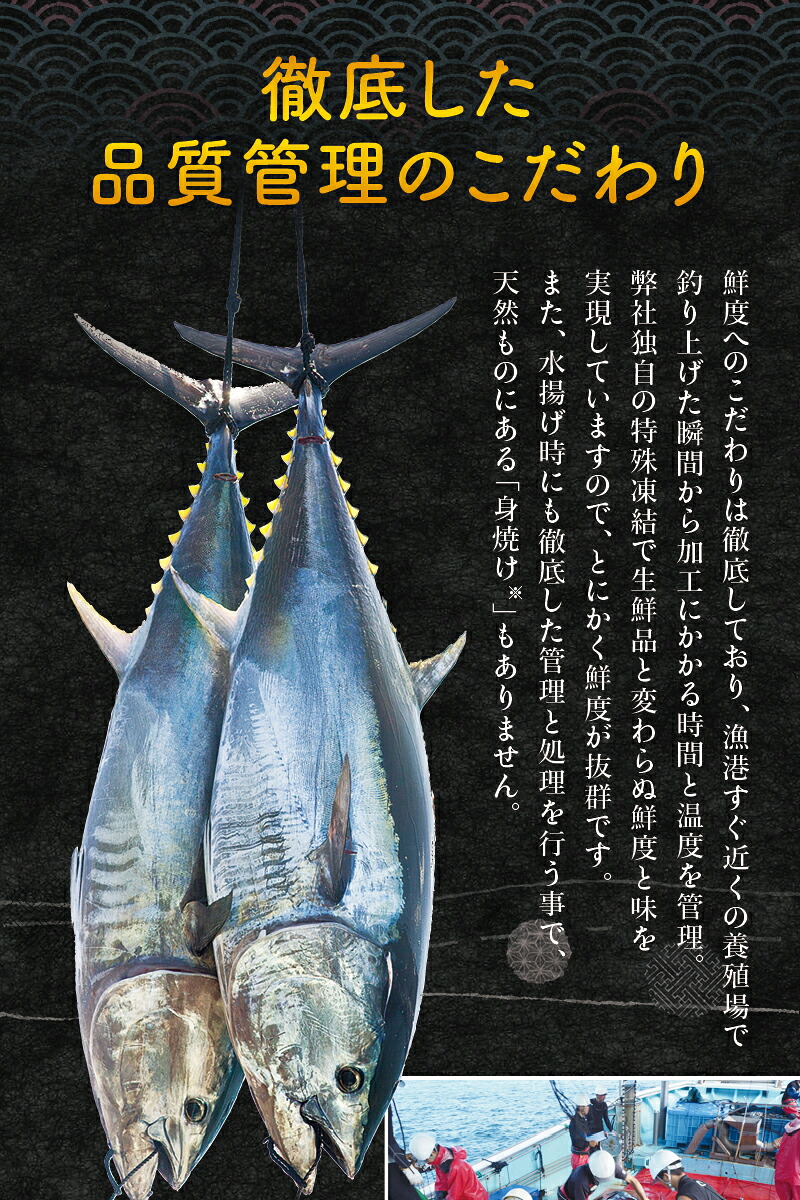 本マグロ（養殖）トロ＆赤身セット 240g～3kg 【1か月以内に発送】【年末発送】 【nks113】【nks110D】【nks105B】【nks111】【nks112】