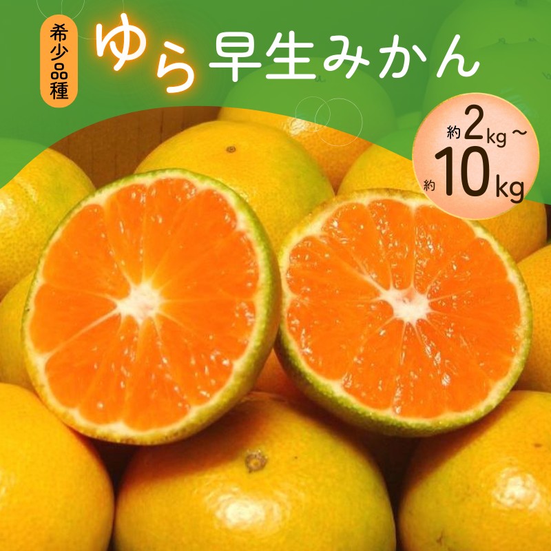 濃厚な味わい ご ゆら早生みかん サイズ混合
