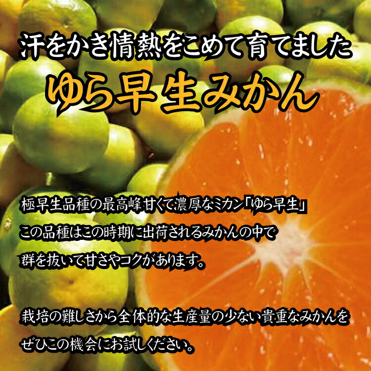 濃厚な味わい ご家庭用 ゆら早生みかん サイズ混合 希少品種《有機質肥料100％》※2026年10月～11月に順次発送予定【nuk143E】【nuk162B】【nuk109F】【nuk002F】【nuk110D】