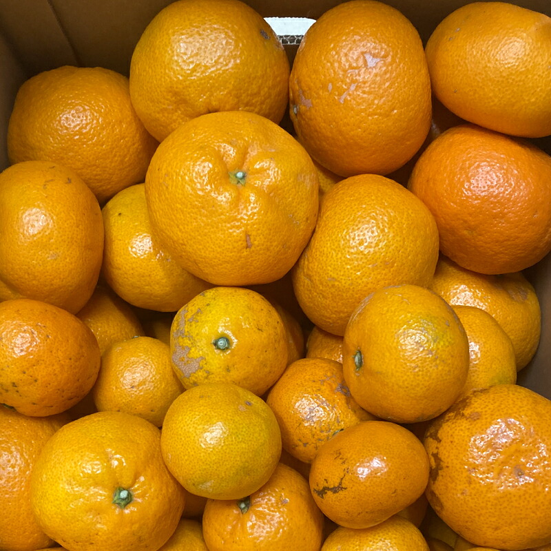 【訳あり】農家直送 有田みかん 約5kg 約7.5kg 約10kg ご家庭用 サイズ混合 ※2026年11月～2027年1月に順次発送予定（お届け日指定不可）訳あり【nuk161E】【nuk157F】【nuk138H】