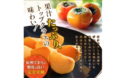 紀州てまり（和歌山県ブランド柿）6～7個入 こだわり農家厳選 先行予約 【2026年10月初旬頃から11月中旬頃順次発送】 / 柿 フルーツ 果物 かき 和歌山 かつらぎ 農家直送 贈答【kgr029